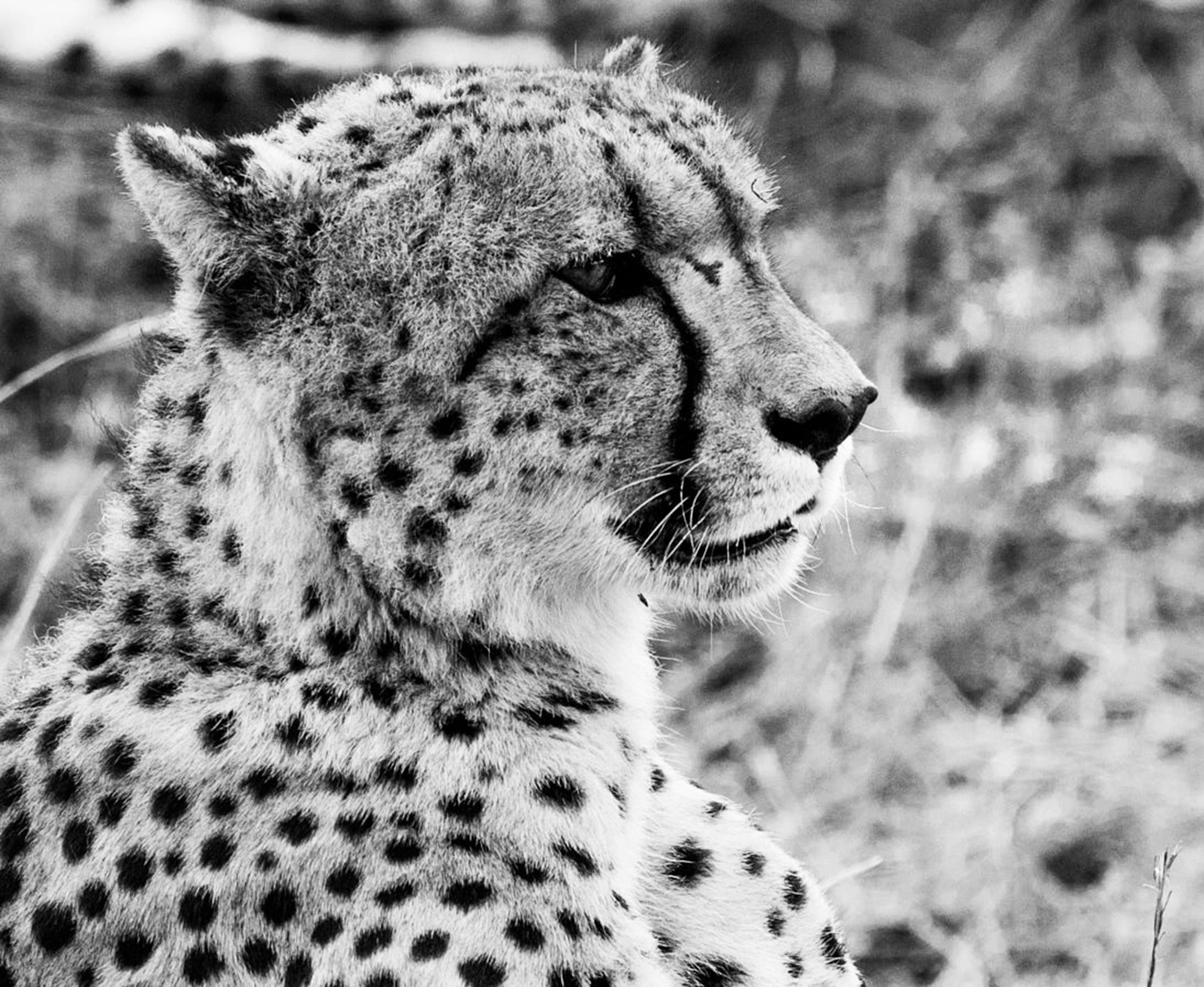 Tanzania Day Trip