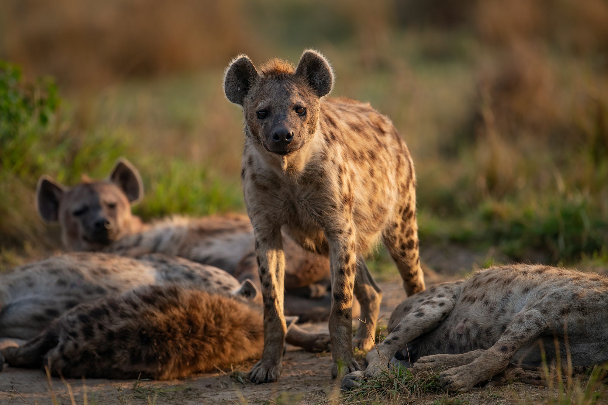 Ngorongoro