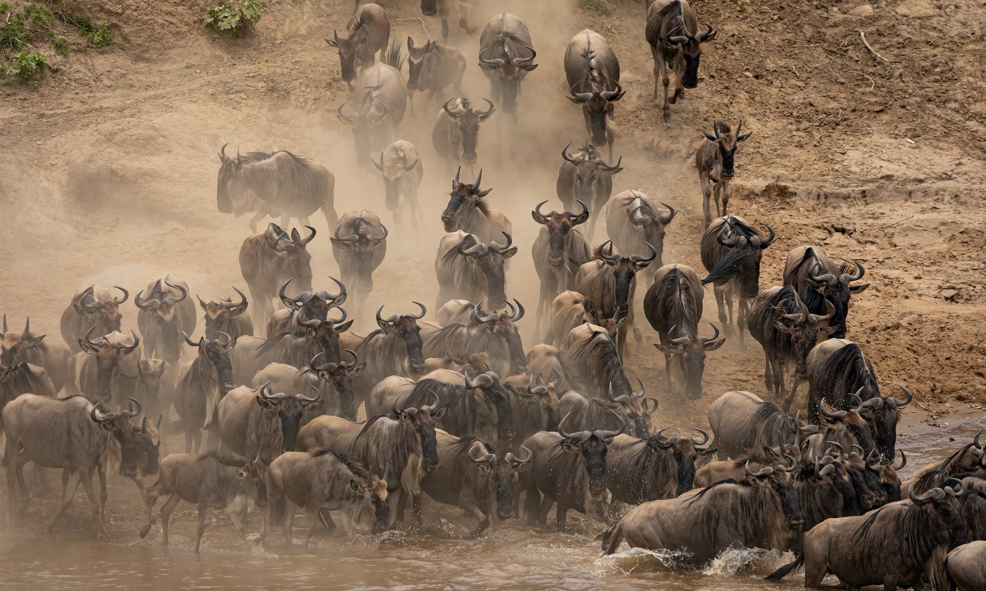 Safari Gallery