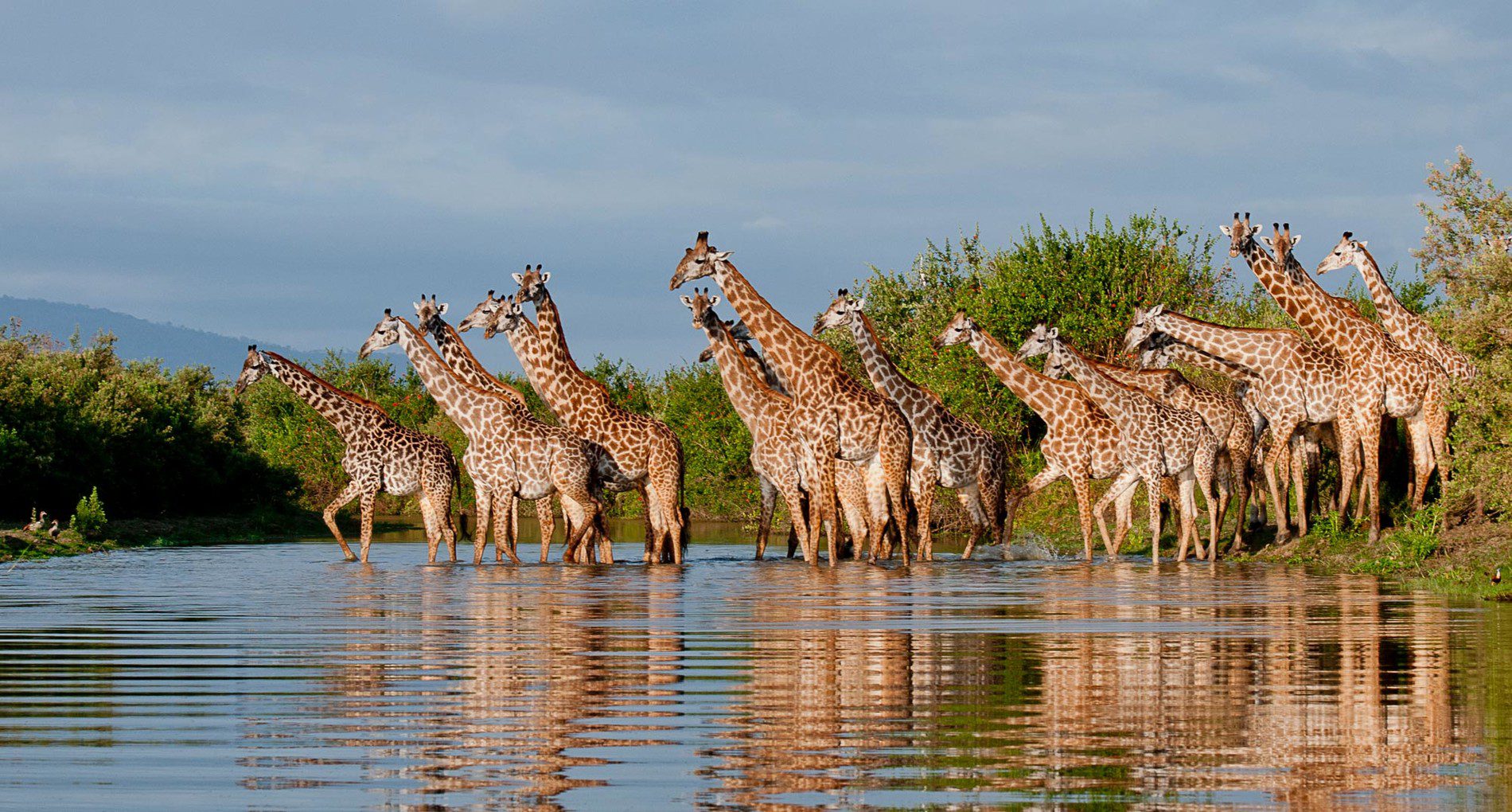 Safari Gallery