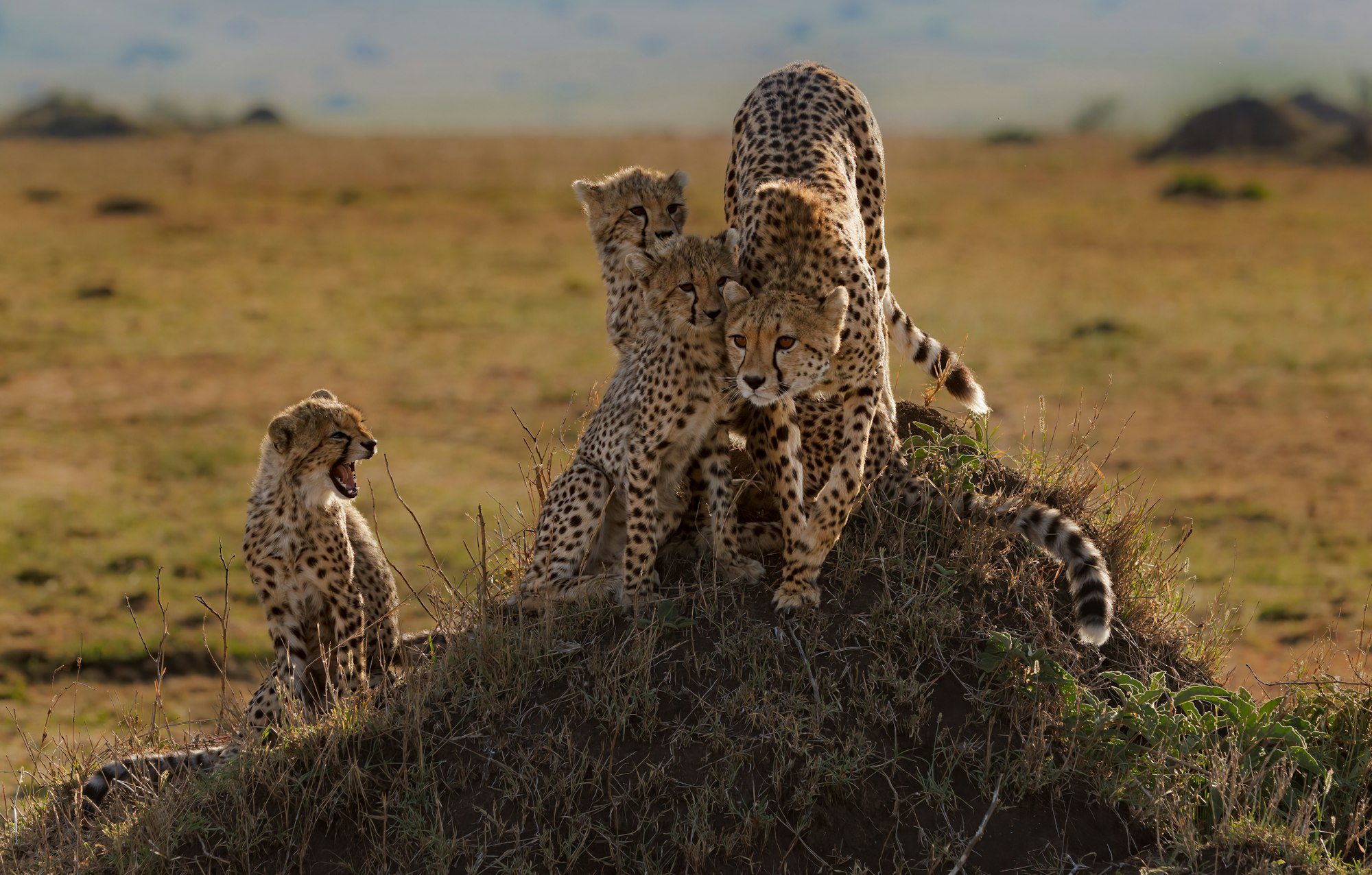 Safari Gallery