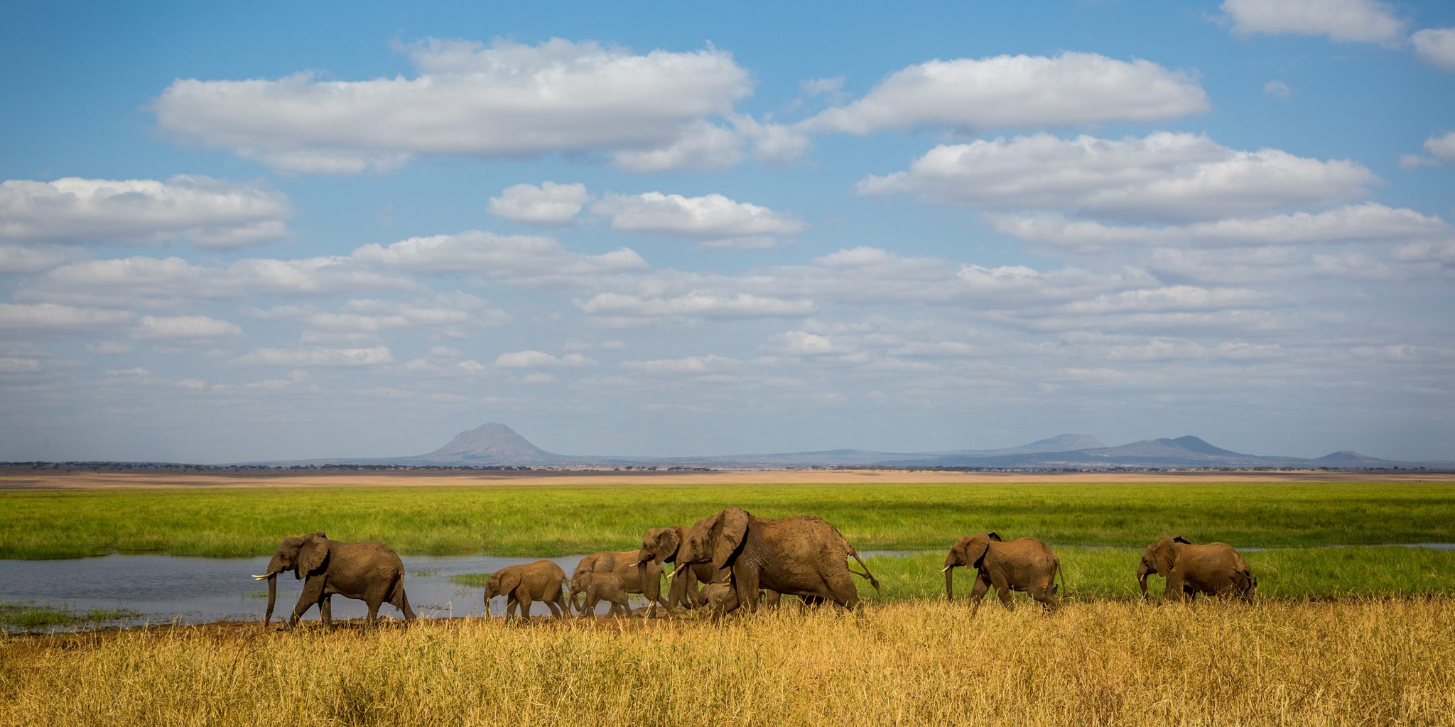 Safari Gallery