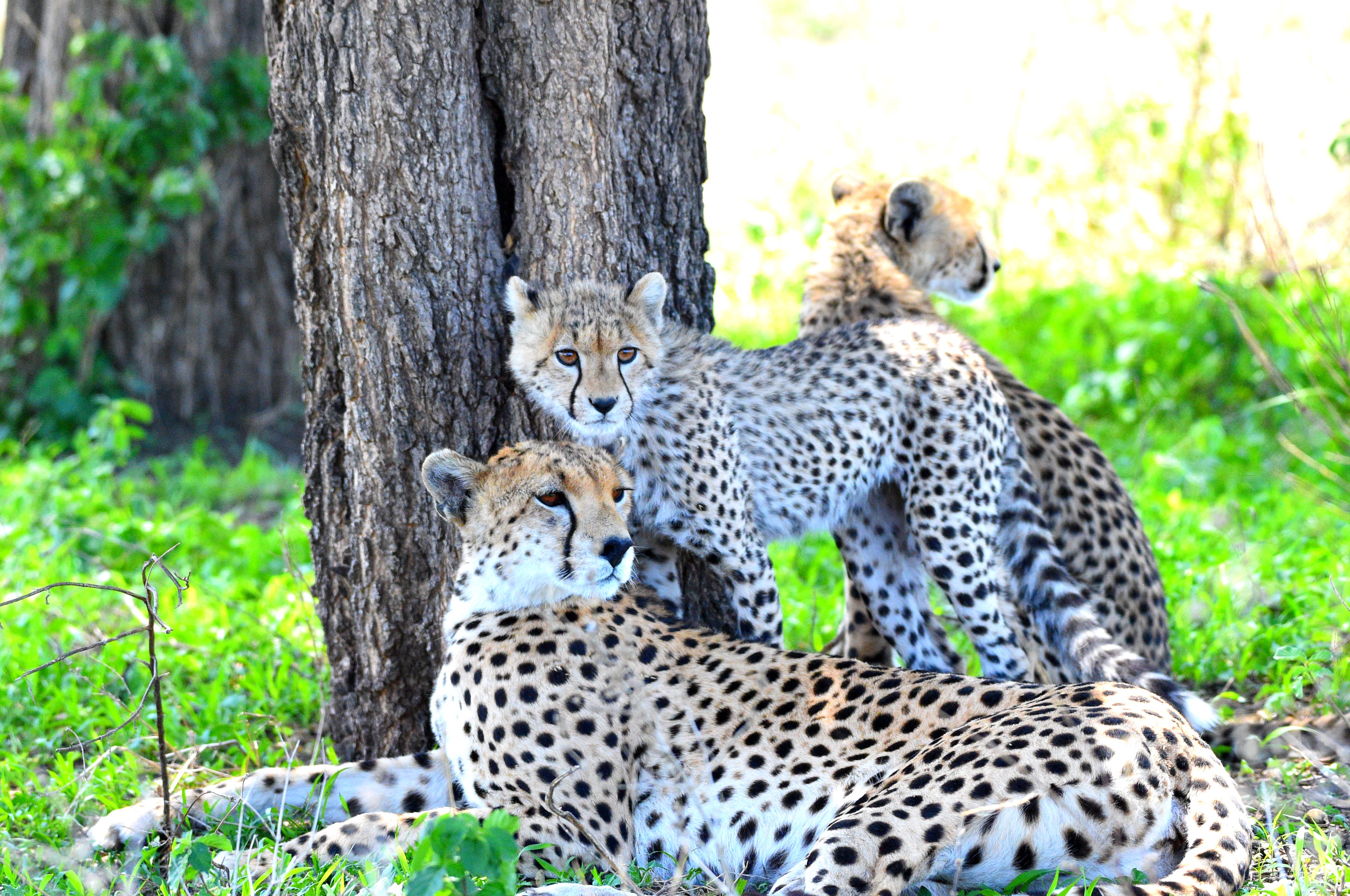Tanzania Family Safari