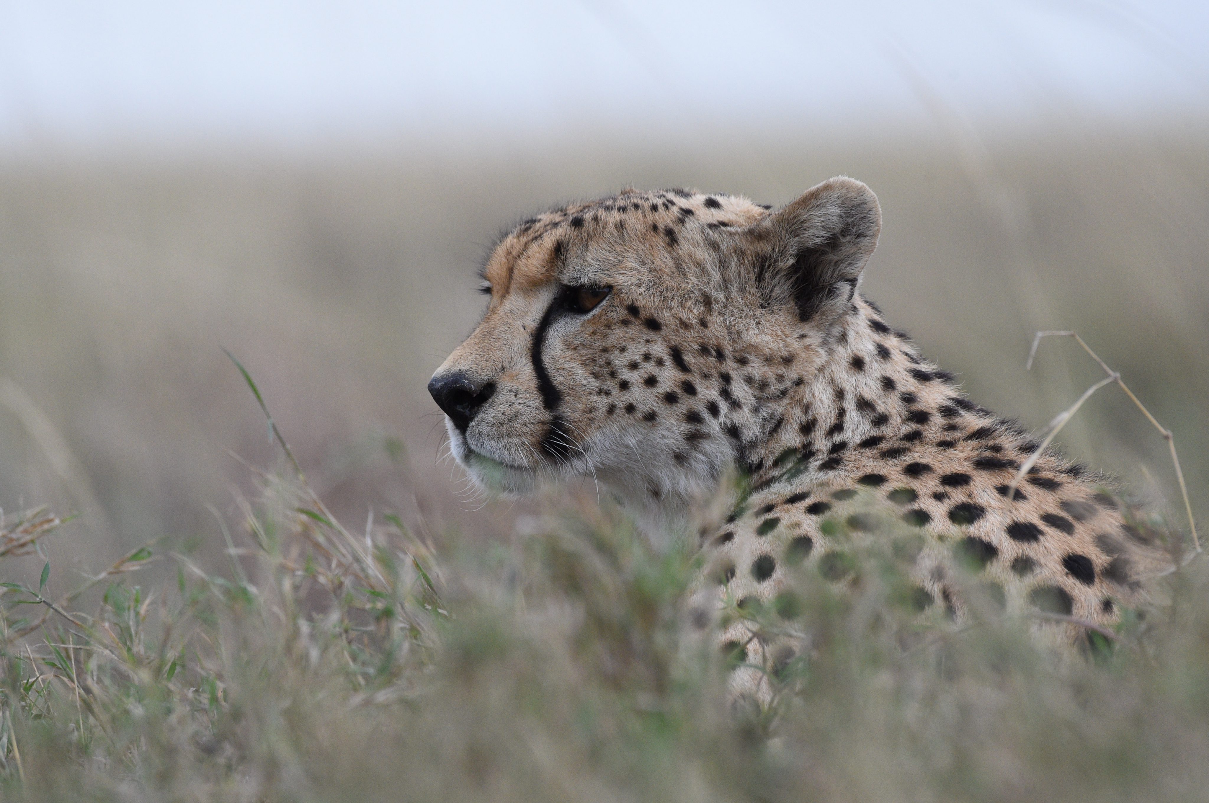 Safari Gallery