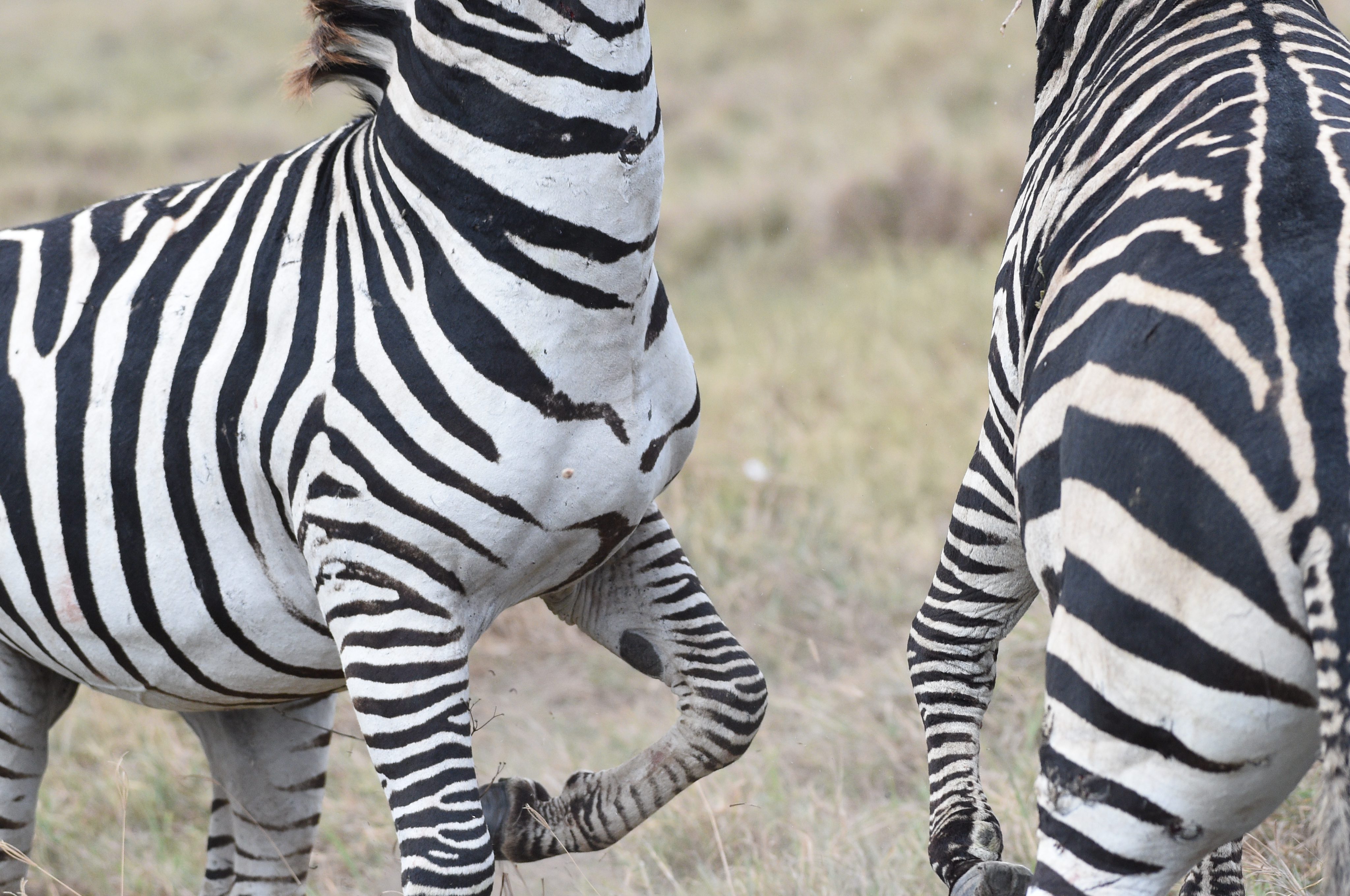 Safari Gallery