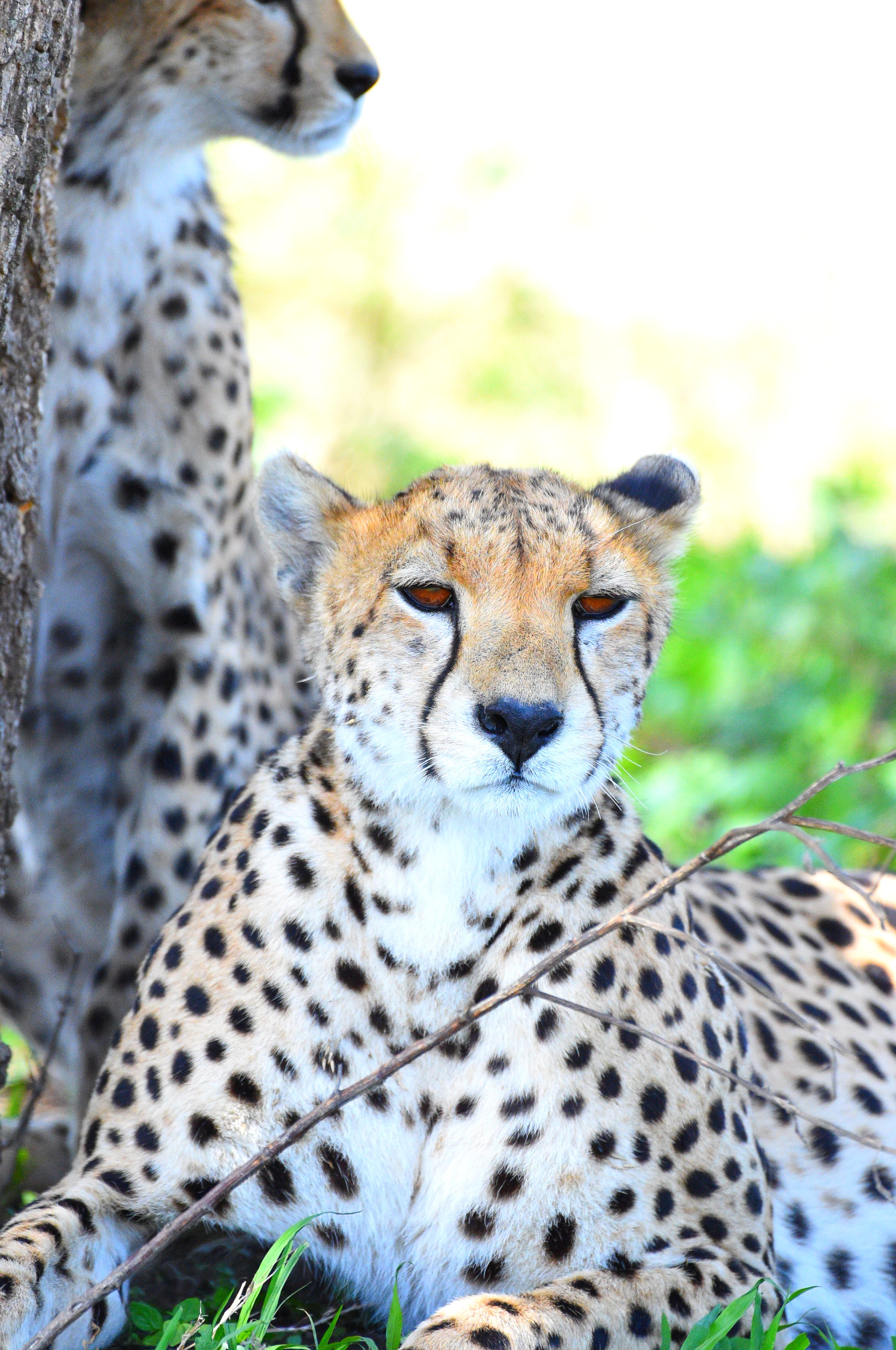 Safari Gallery