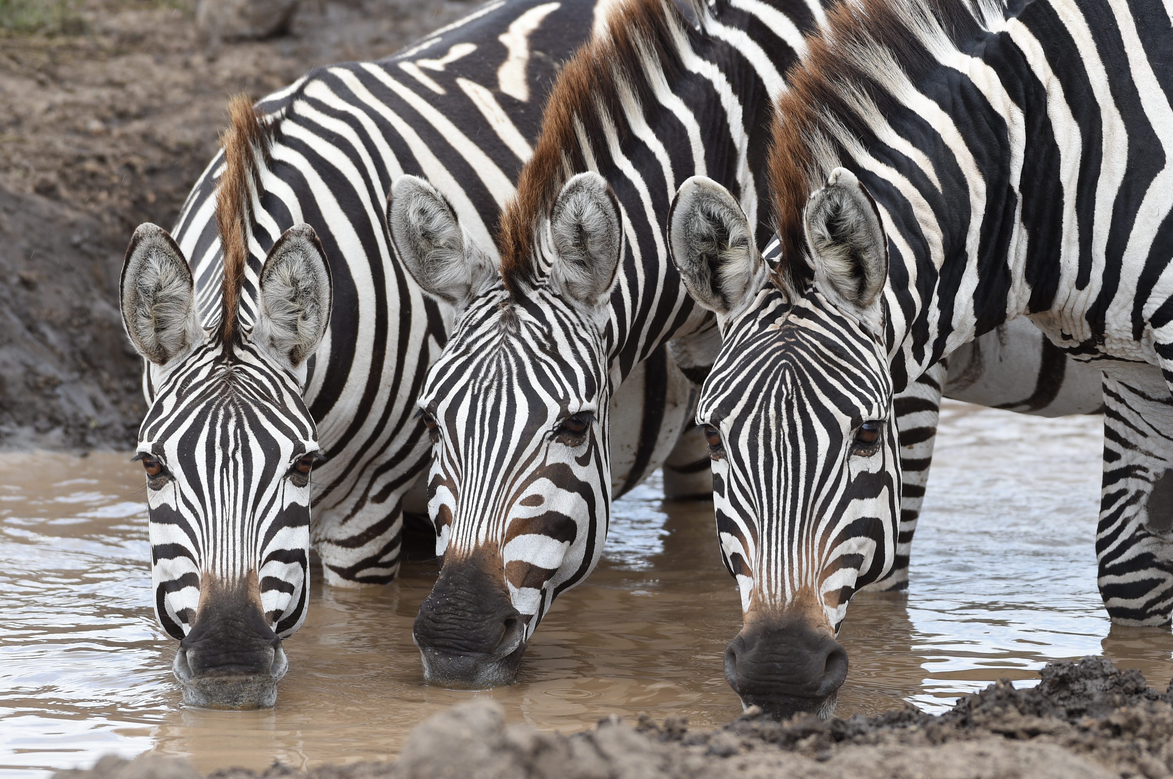 Tanzania Safari Health Guide: Malaria, Vaccines, Altitude Sickness, and Travel Insurance