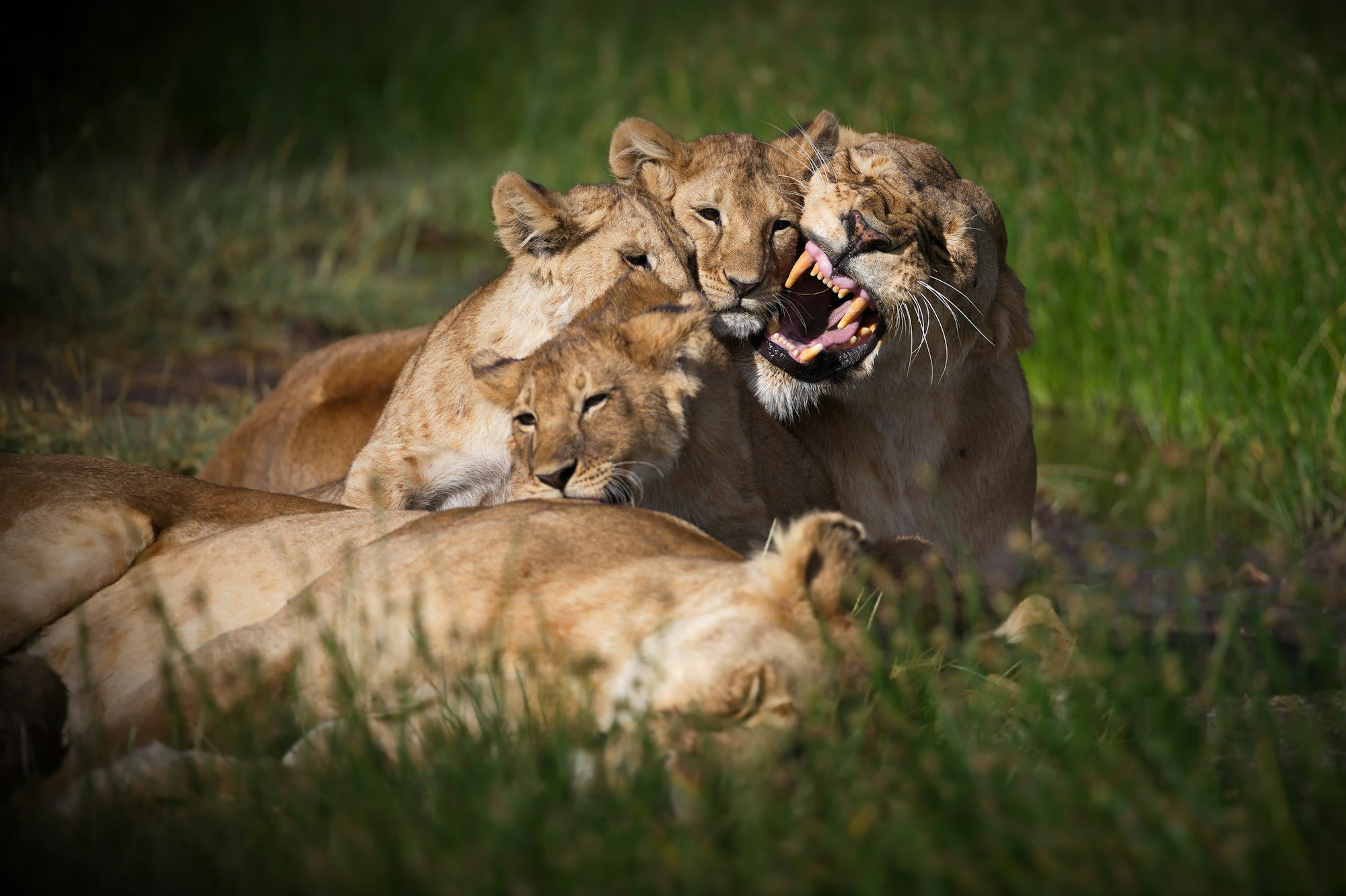 Tanzania safari vacation