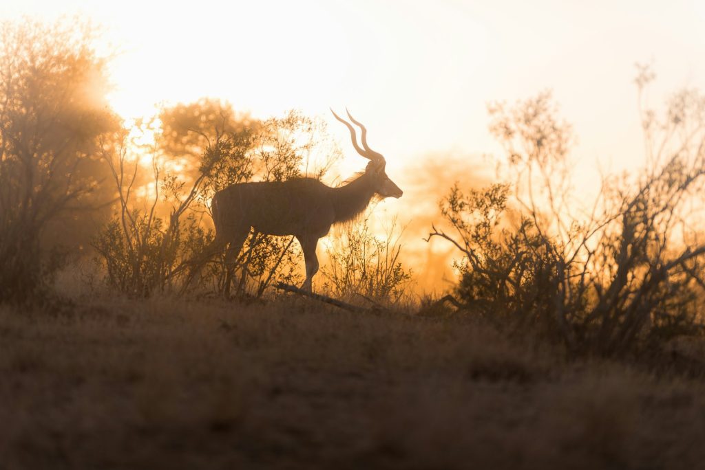 Male gazelle standing in the distance