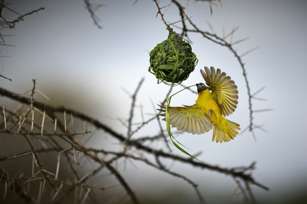 Southern masked weaver bird near its nest in Tanzania during daylight