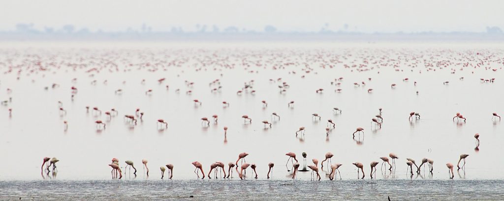 Flock of wild pink flamingos in East Africa