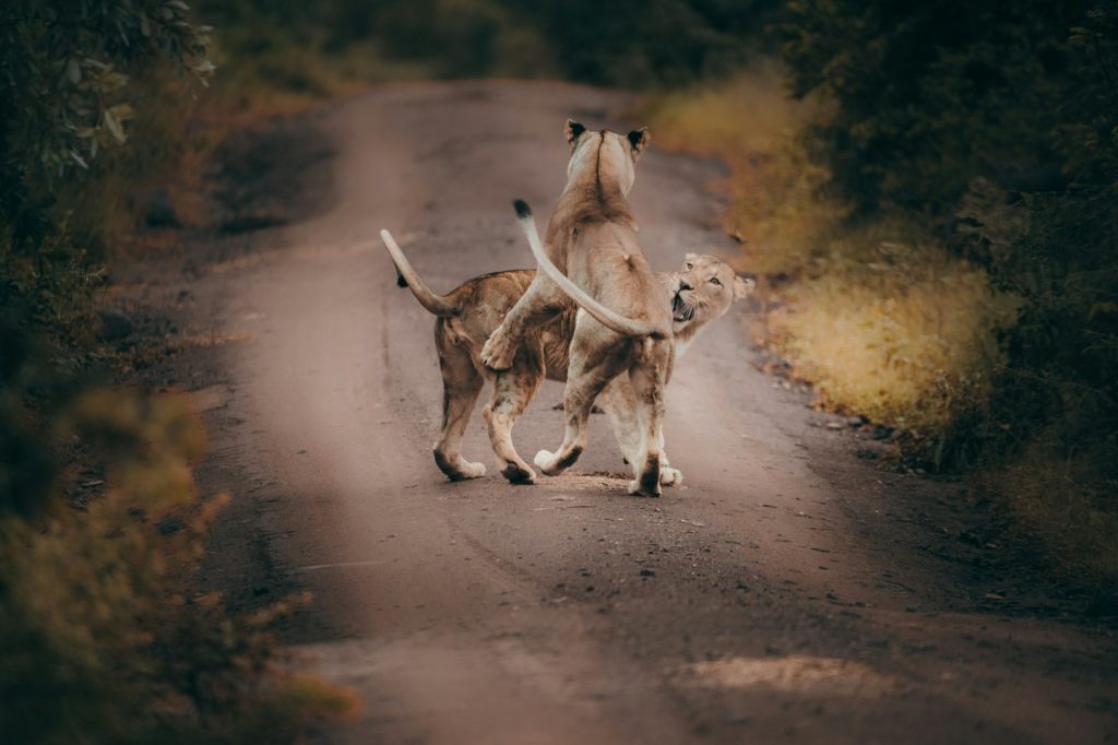 Lions fighting in the Kruger national safari park