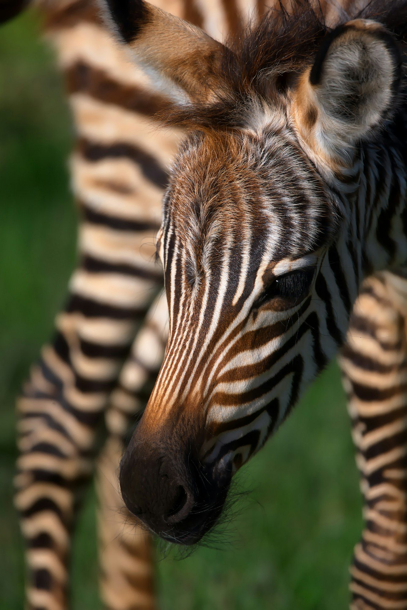 Vertical macro shot of a zebra in a field in Tanzania
