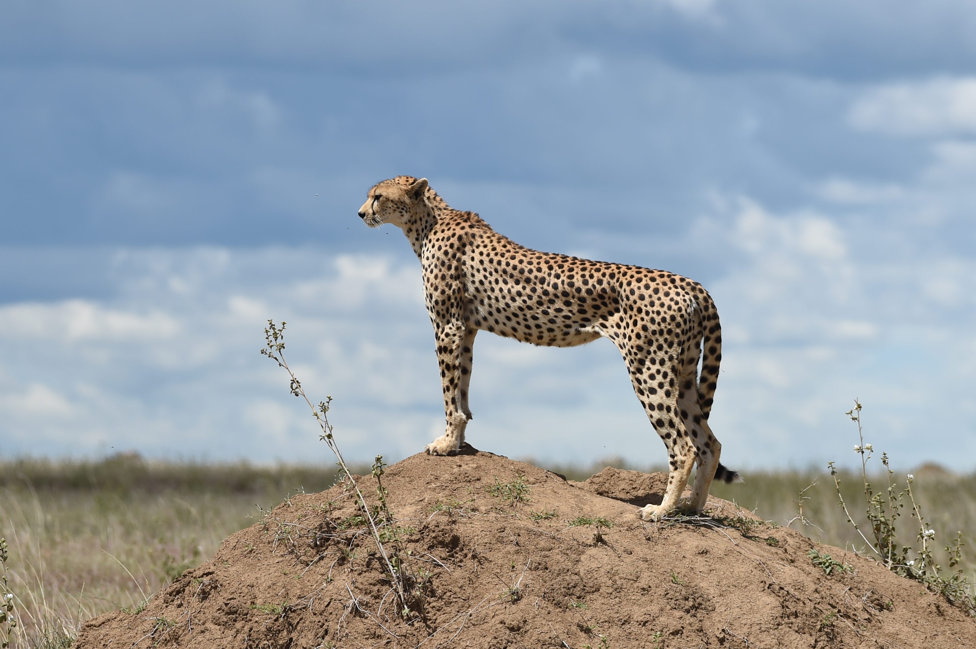 Tanzania Camping Safari