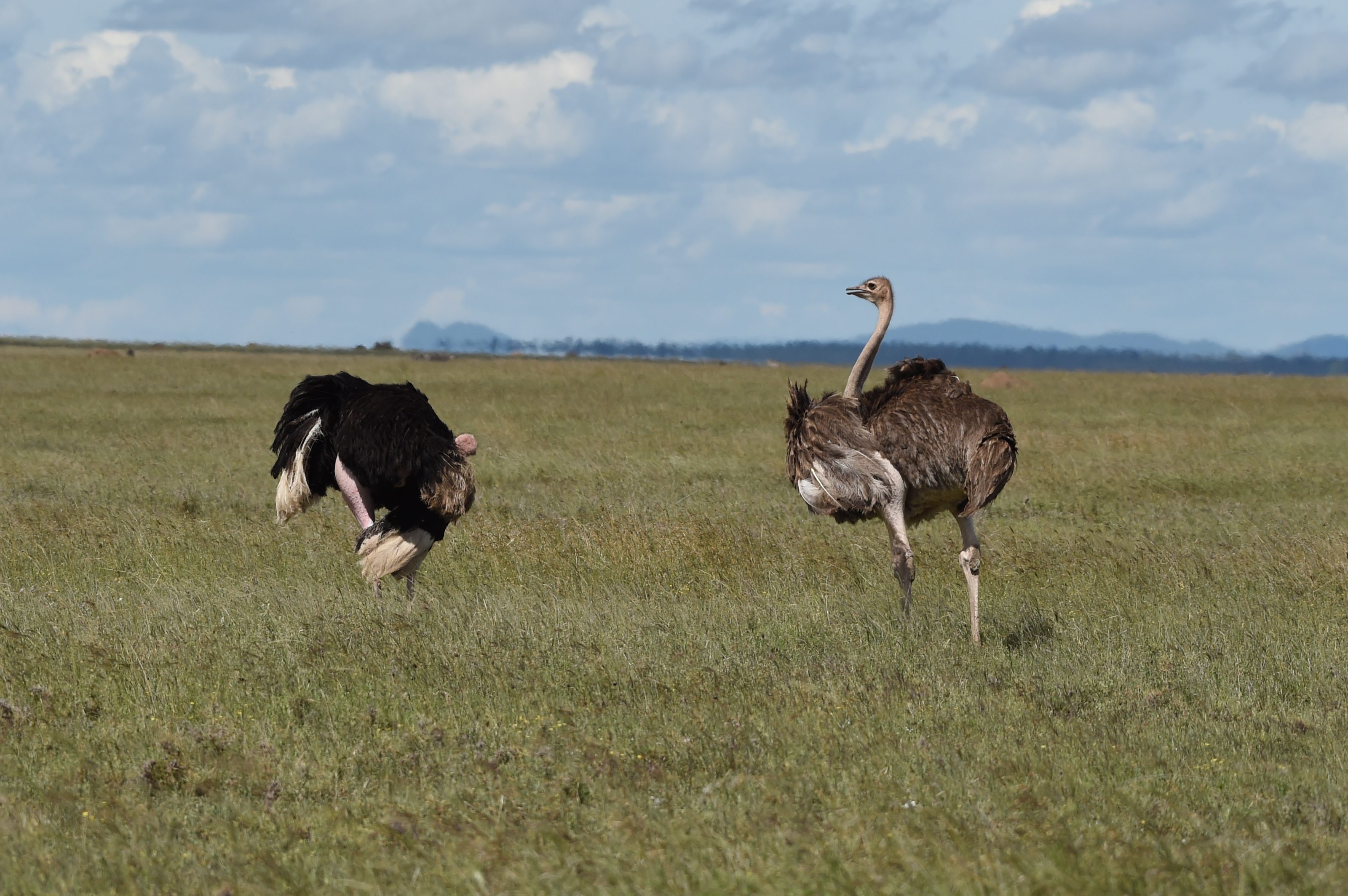 Tanzania Mid-Range Safari