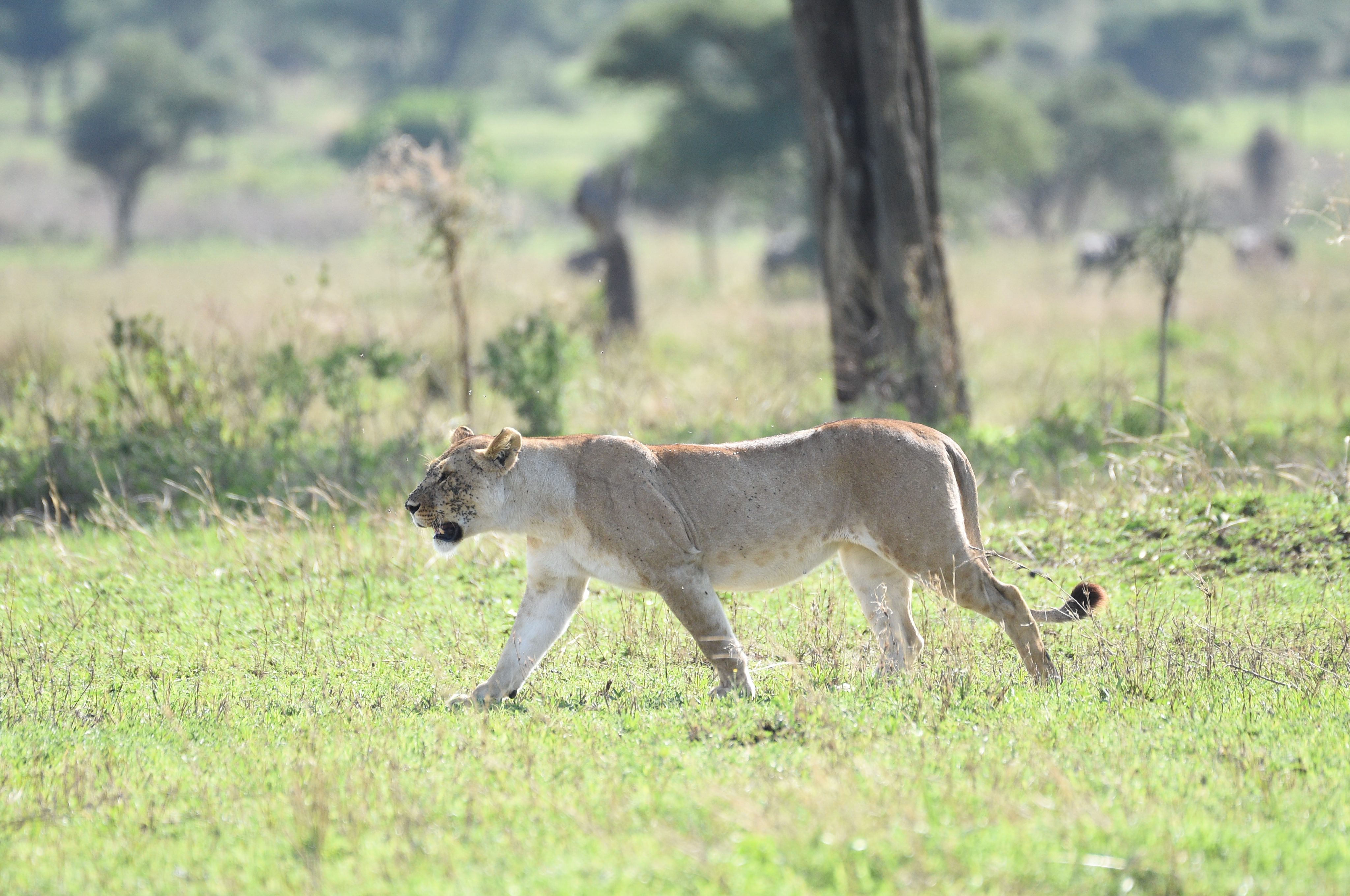 Self-Drive Safari in Tanzania: Is It Possible and Is It Worth It?