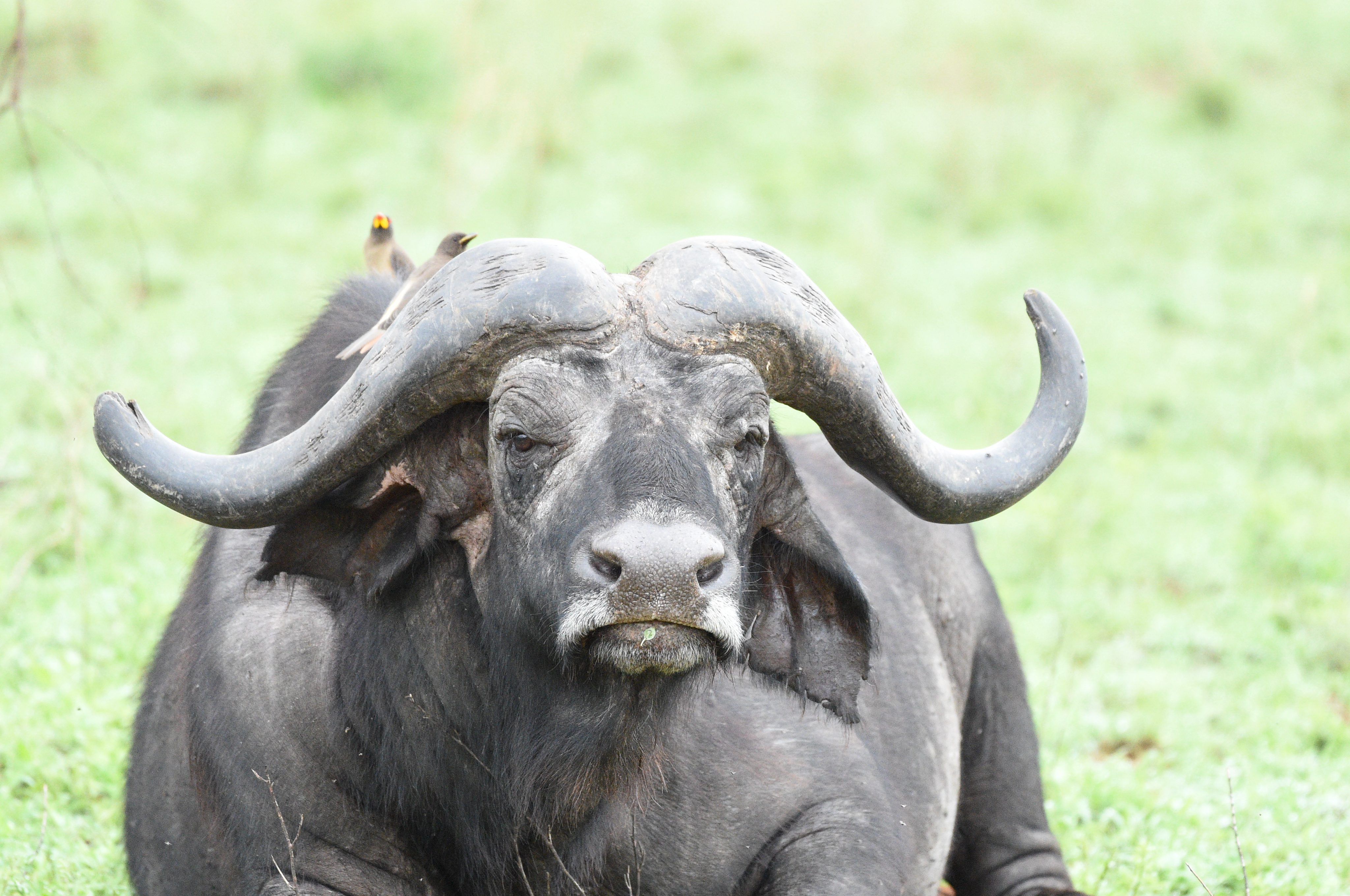 Which Tanzania National Park Is Best? A Park-by-Park Comparison