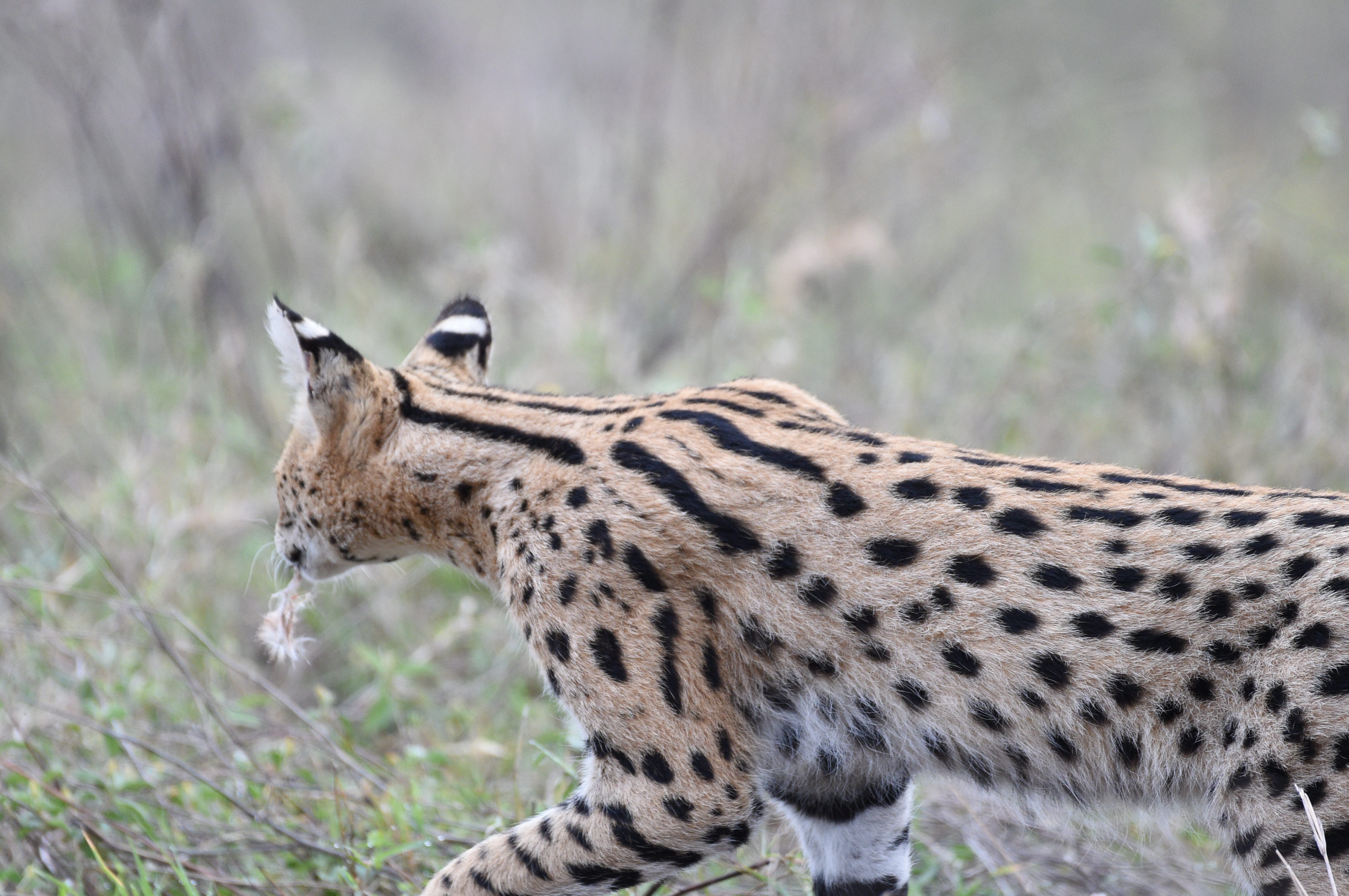 Night Game Drives in Tanzania: Where They're Allowed and What You'll See